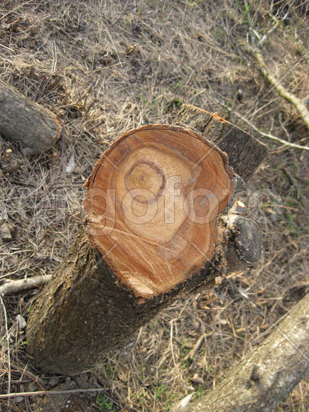 Stump felled plums. Clearing the infield. Felled the trees. Annual rings
