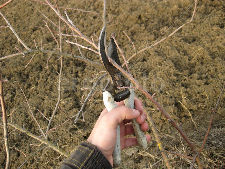 Pruning shears trees. Work in the garden of. Cutting branches, restoring order. Caring for the trees