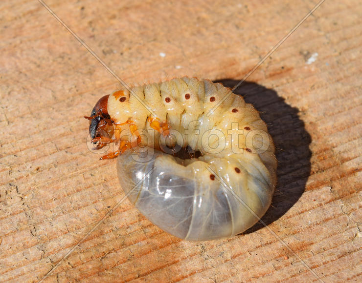 The larvae of the May beetle. White beetle larvae on a wooden board