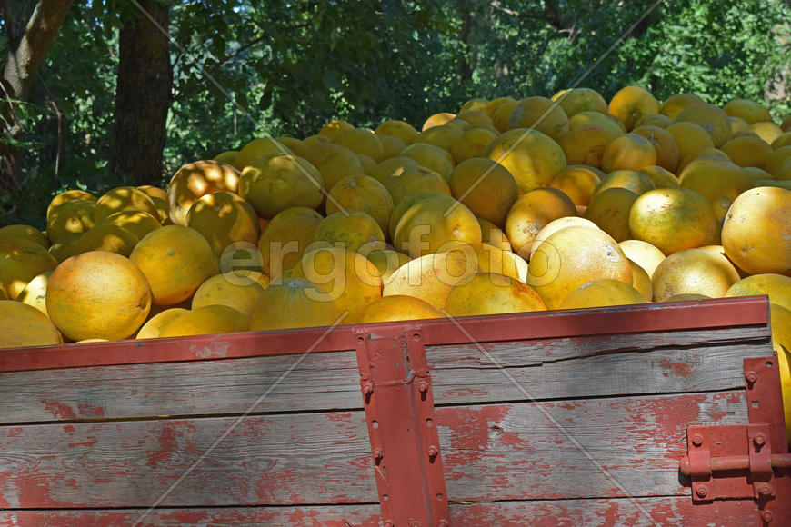 Yellow watermelon in the cart. The harvest from the fields