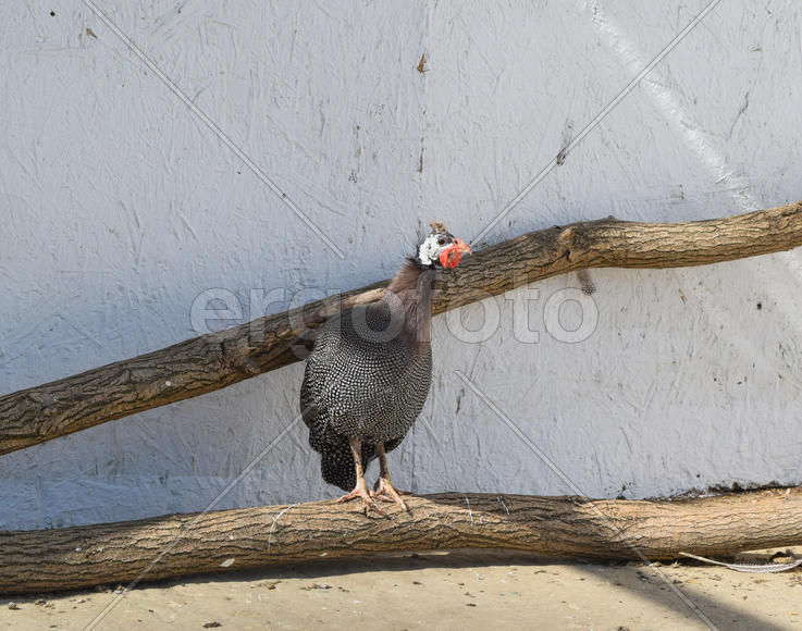 Цесарка на фоне белой стены. Домашняя птица 