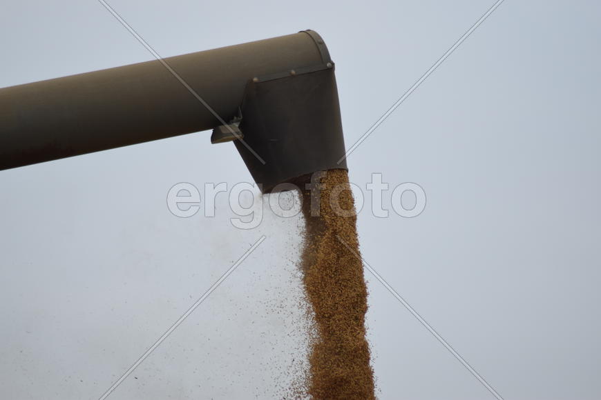 Unloading grain from a combine into a truck. Agricultural machinery for harvesting from the fields.