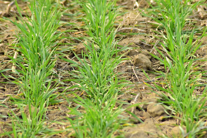 Spring winter wheat field. Shoots of wheat in a field on the ground. Cultivation of cereals