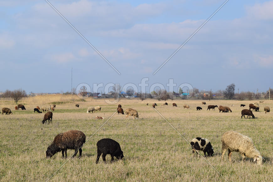 Sheep in the pasture. Grazing sheep herd in the spring field near the village. Sheep of different