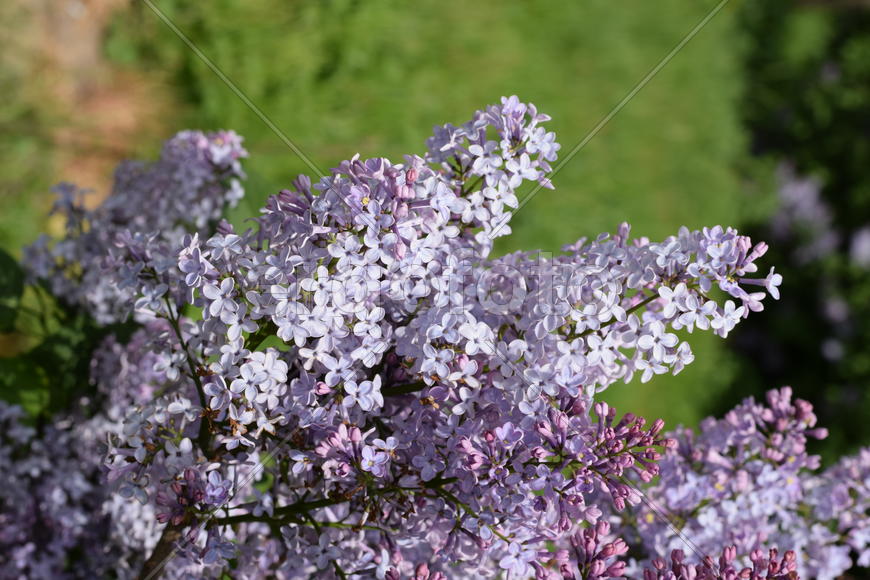 Цветы сирени на фоне зеленой листвы 