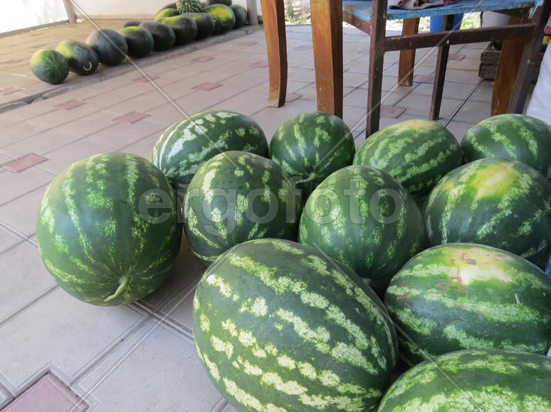 The harvest of watermelons in the yard on the tile. The fruits of watermelon        