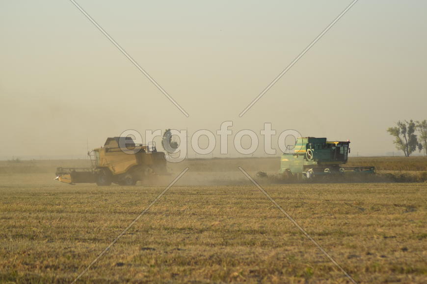 Soy harvesting by combines in the field. Agricultural machinery in operation.