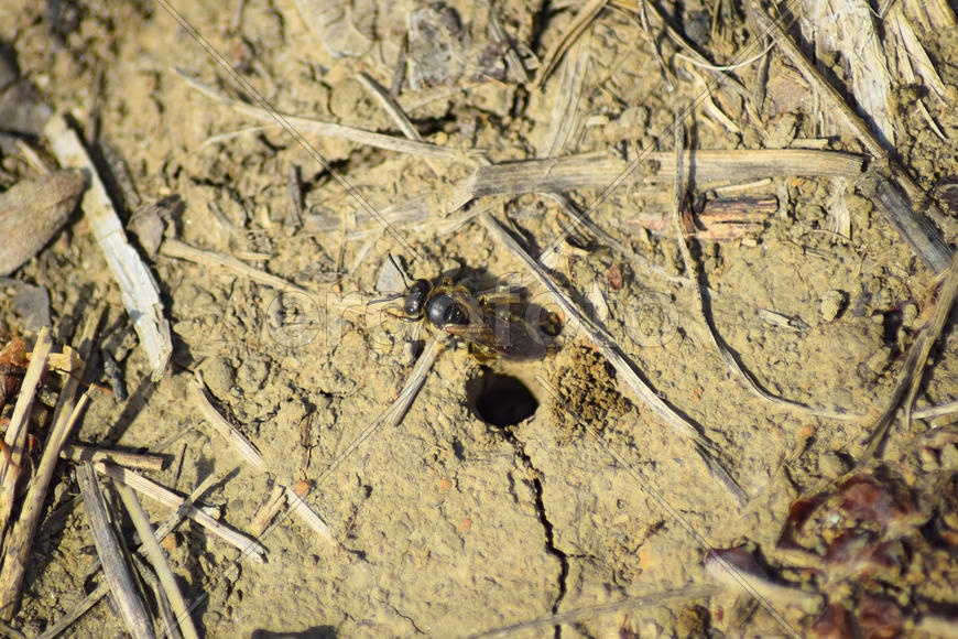 Оса у норки