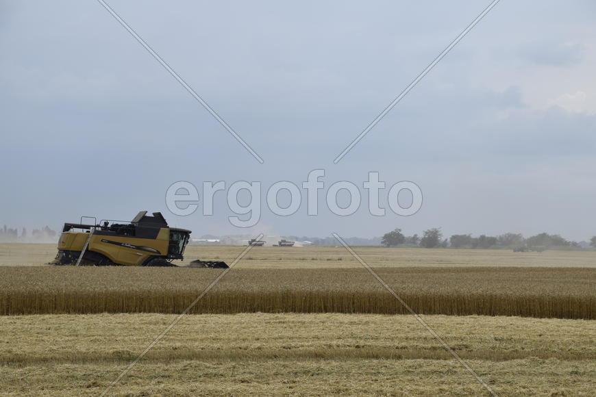 Russia, Temryuk - 01 July 2016: Kombain collects on the wheat crop. Agricultural machinery in the fi