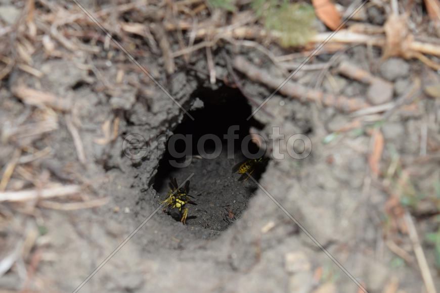 Log into the slot vespula vulgaris. Wormhole leading to the hornet's nest in the ground