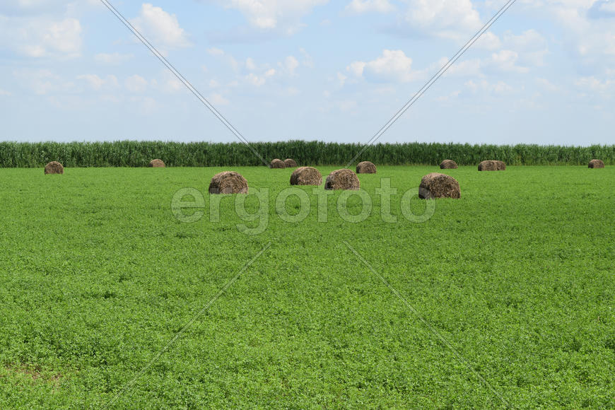 Haystacks rolled up in bales of alfalfa. Forage for livestock in winter