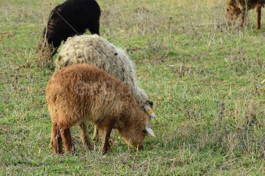 Sheep in the pasture. Grazing sheep herd in the spring field near the village. Sheep of different