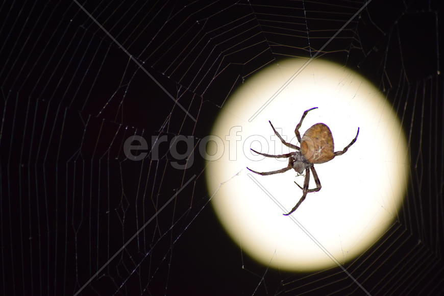 Araneus Spider on the background of the moon. Night spider on its web