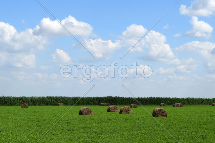 Haystacks rolled up in bales of alfalfa. Forage for livestock in winter