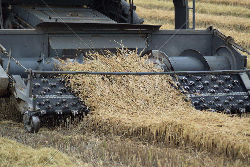 Rice harvesting by the combine. Autumn harvesting on fields.