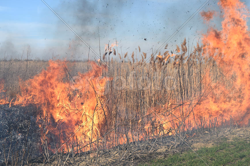 Burning dry grass and reeds. Cleaning the fields and ditches of the thickets of dry grass