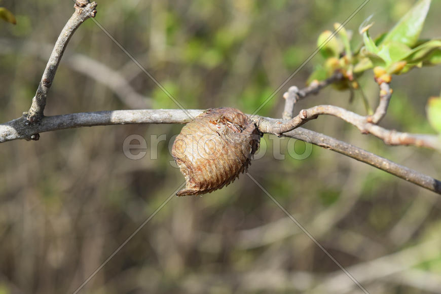 Богомол нп ветке