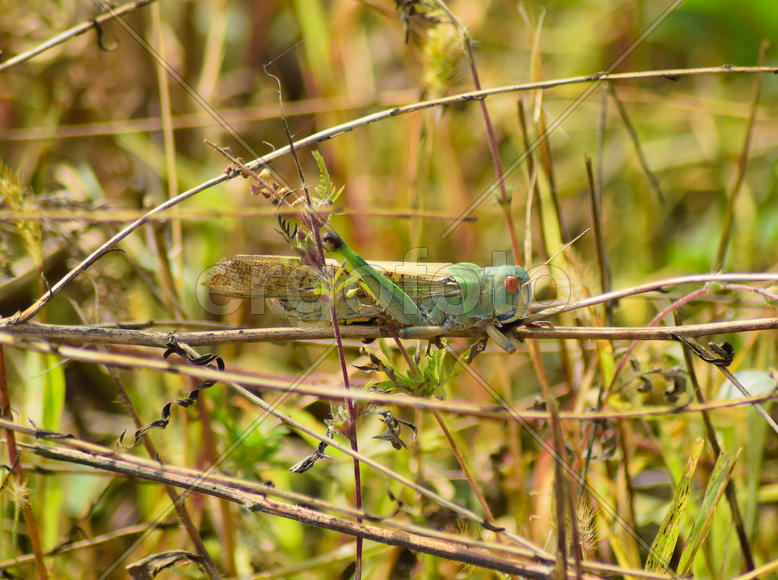 Зеленый кузнечик на траве
