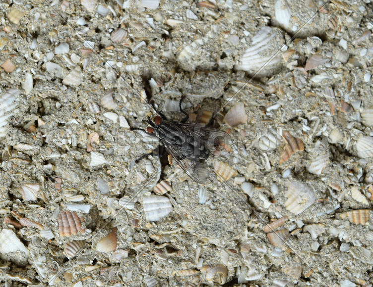 Черная муха