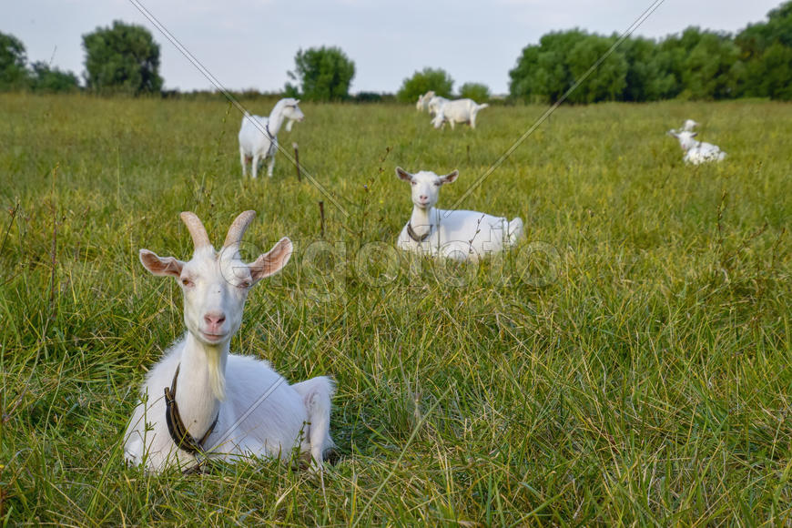 Goats grazing in the meadow. White goat dairy cattle eating grass in a pasture.