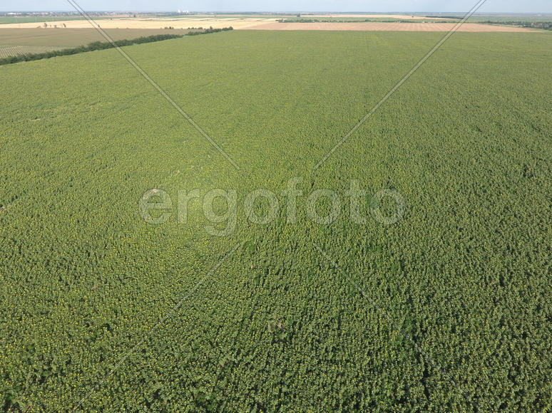 Поле подсолнухов. Вид с воздуха 