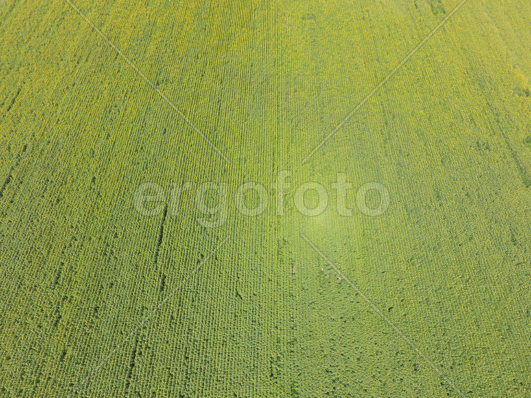 Field of sunflowers. Aerial view of agricultural fields flowering oilseed. Top view.