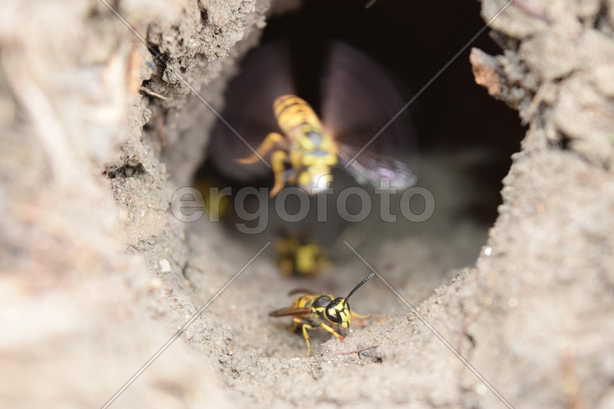 Log into the slot vespula vulgaris. Wormhole leading to the hornet's nest in the ground