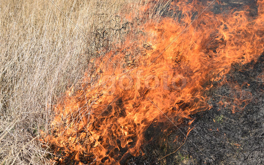 Burning dry grass and reeds. Cleaning the fields and ditches of the thickets of dry grass