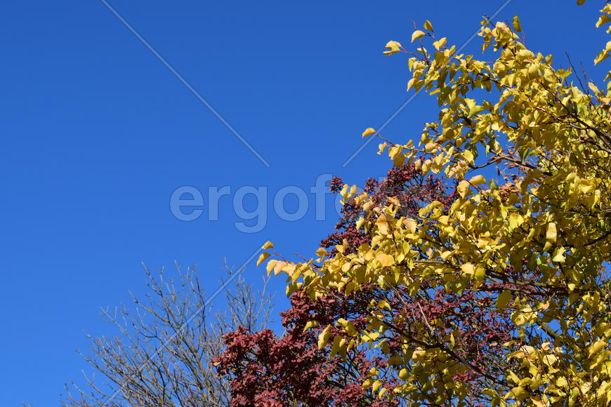 Color of leaves of cotinus coggygria and wild apricot. Trees in a forest belt in the fall