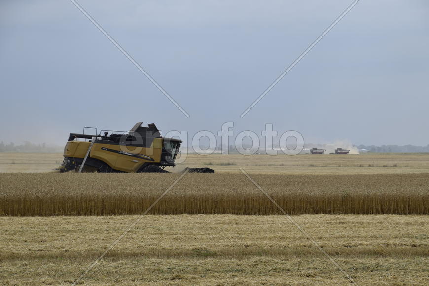 Russia, Temryuk - 01 July 2016: Kombain collects on the wheat crop. Agricultural machinery in the fi