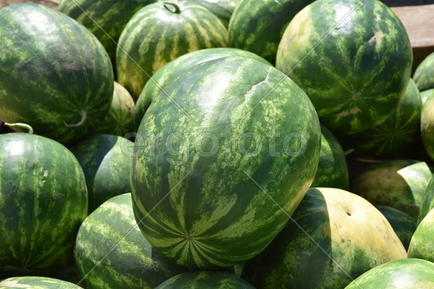 Water-melons on a counter. Sale of a summer crop
