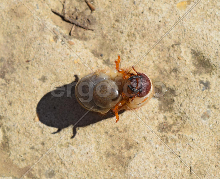 The larvae of the May beetle. White beetle larvae on a wooden board