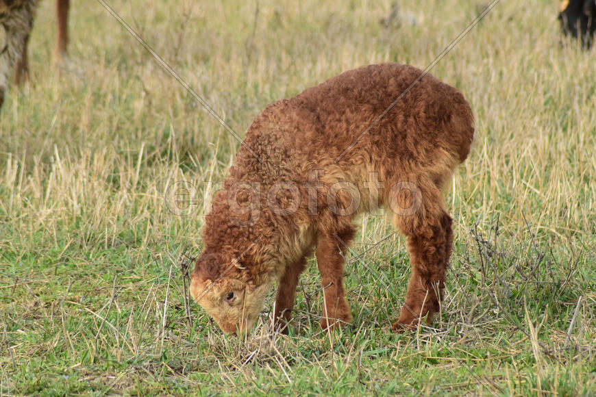 Sheep in the pasture. Grazing sheep herd in the spring field near the village. Sheep of different