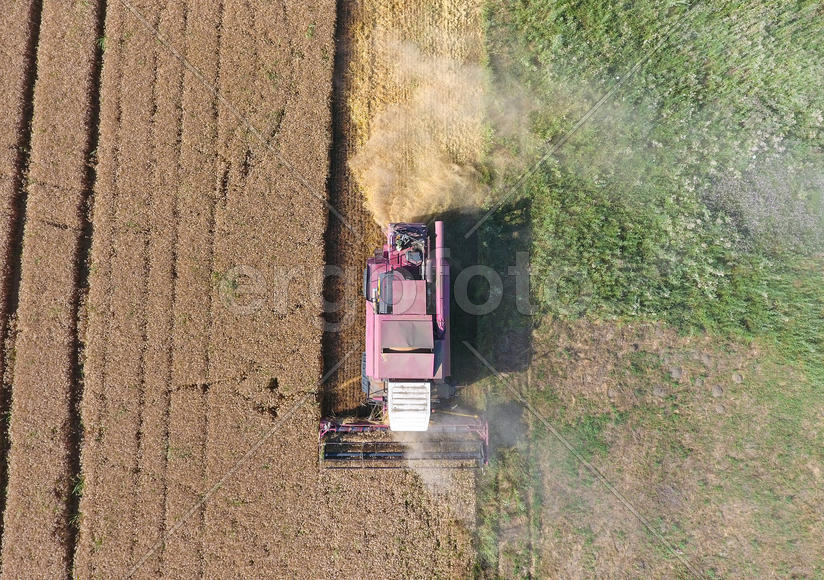 Cleaning wheat harvester. Ripe wheat harvester mowed and straw easily sprayed behind him. Top view.