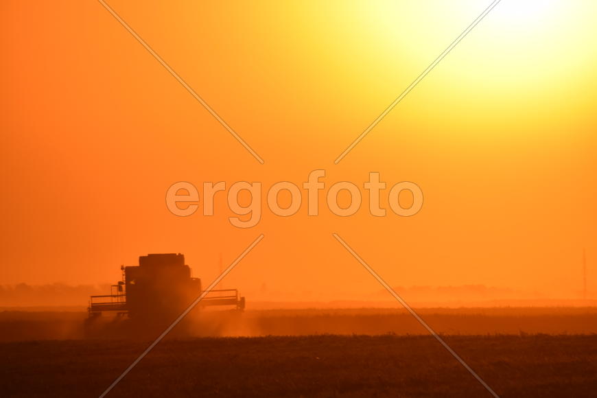 Harvesting by combines at sunset. Agricultural machinery in operation.