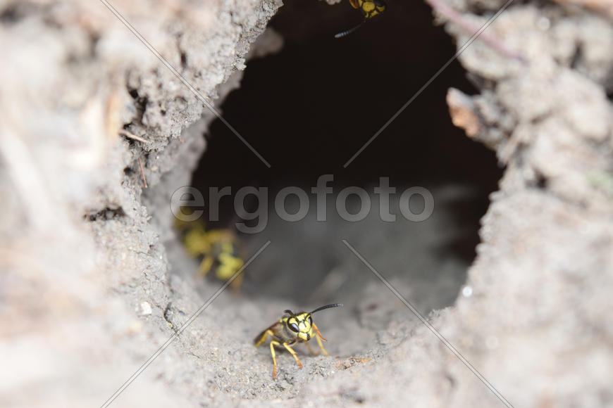 Log into the slot vespula vulgaris. Wormhole leading to the hornet's nest in the ground
