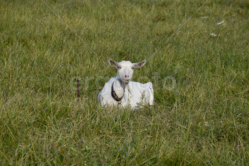 Goats grazing in the meadow. White goat dairy cattle eating grass in a pasture.