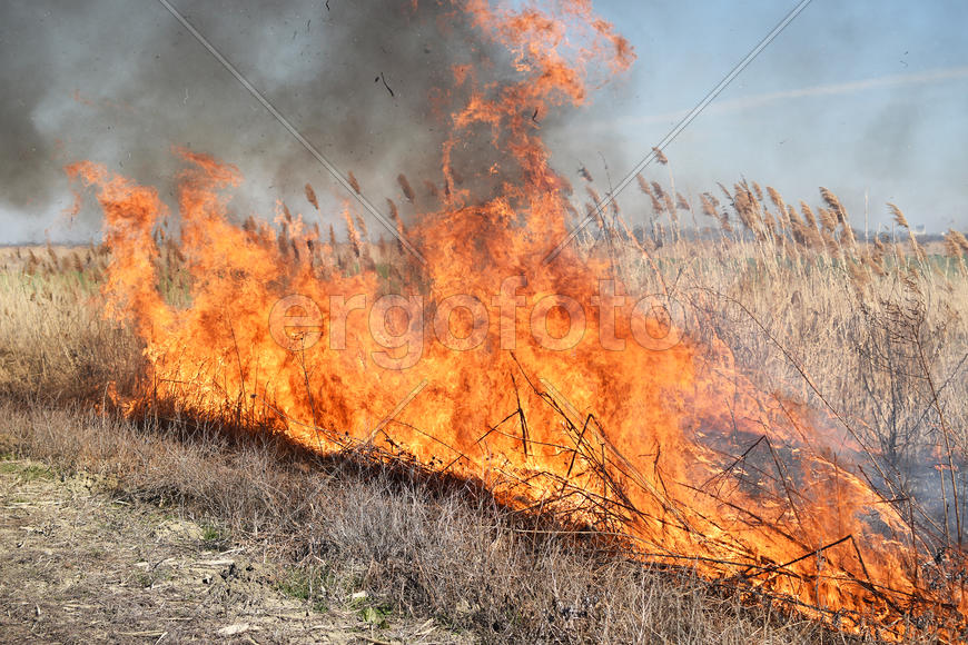 Burning dry grass and reeds. Cleaning the fields and ditches of the thickets of dry grass