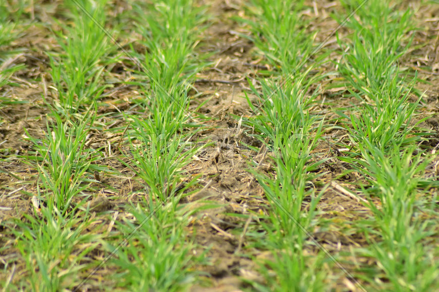 Spring winter wheat field. Shoots of wheat in a field on the ground. Cultivation of cereals