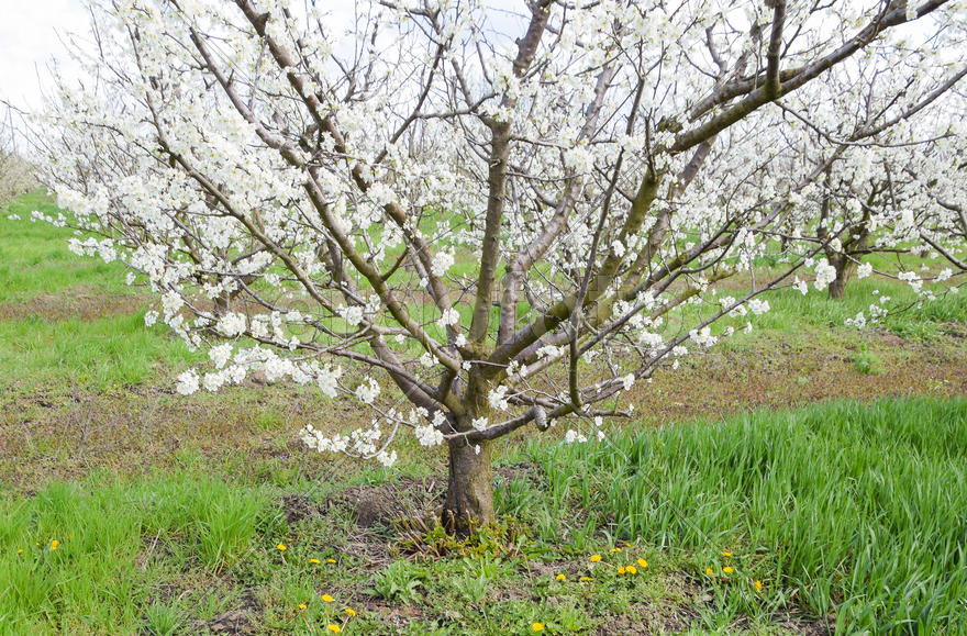 Flowering plum garden. Farm garden in spring