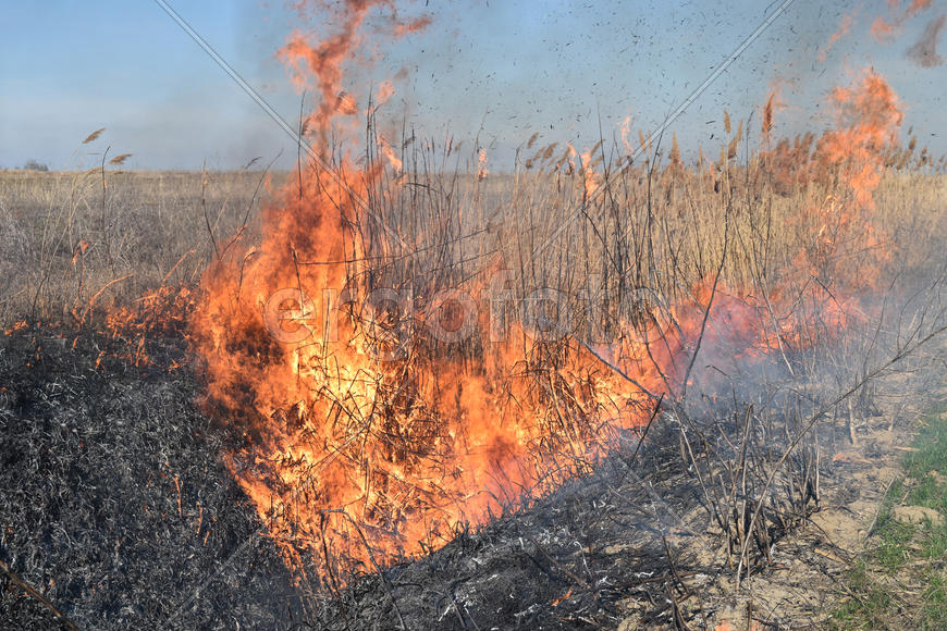 Burning dry grass and reeds. Cleaning the fields and ditches of the thickets of dry grass