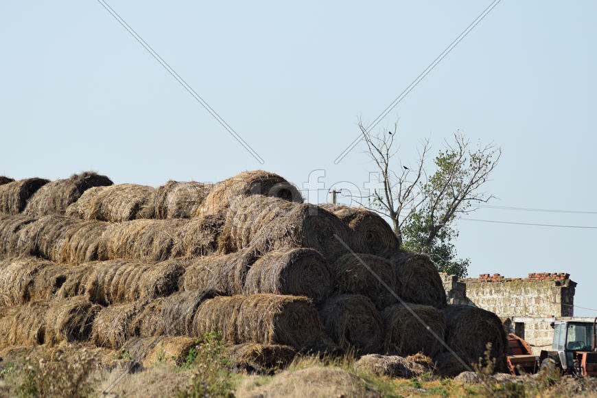 The Haystacks in the field. Summer haymaking