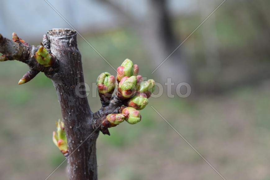Slightly sweet cherry blossoming buds. Trees in autumn garden