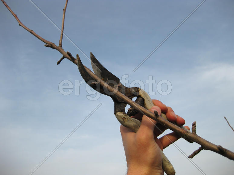Pruning shears trees. Work in the garden of. Cutting branches, restoring order. Caring for the trees