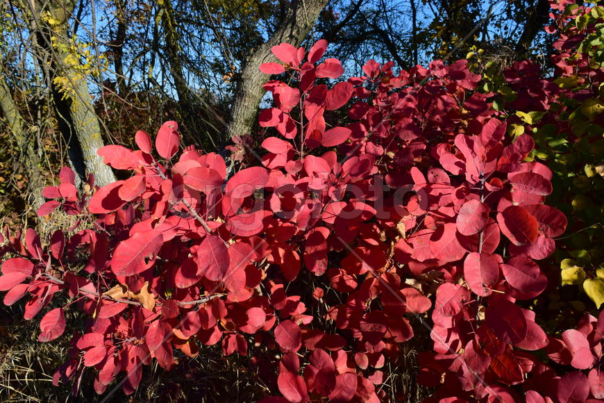 Autumn red color of leaves of cotinus coggygria. Paints of fall