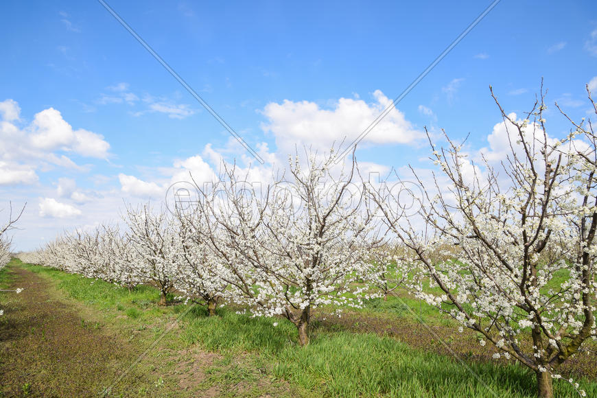 Flowering plum garden. Farm garden in spring