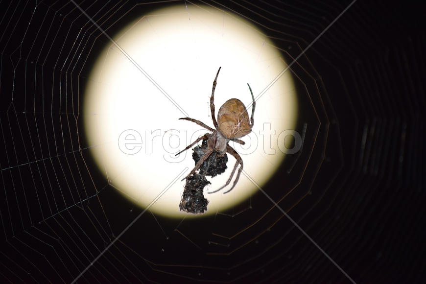 Araneus Spider on the background of the moon. Night spider on its web