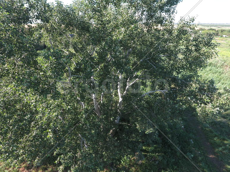 Крона высокого тополя 