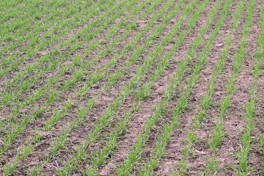 Spring winter wheat field. Shoots of wheat in a field on the ground. Cultivation of cereals