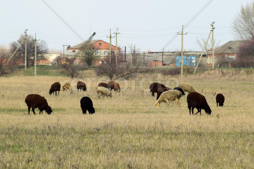 Sheep in the pasture. Grazing sheep herd in the spring field near the village. Sheep of different